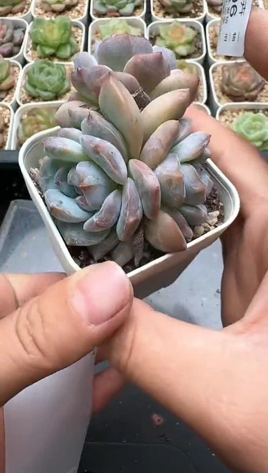 906F云禹多肉植物 默认脱土纸巾打包 3颗包邮