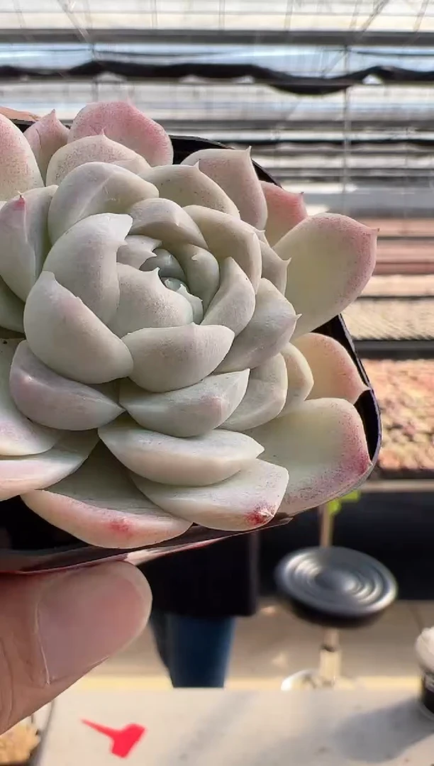 【闪购商品】福利多肉-38