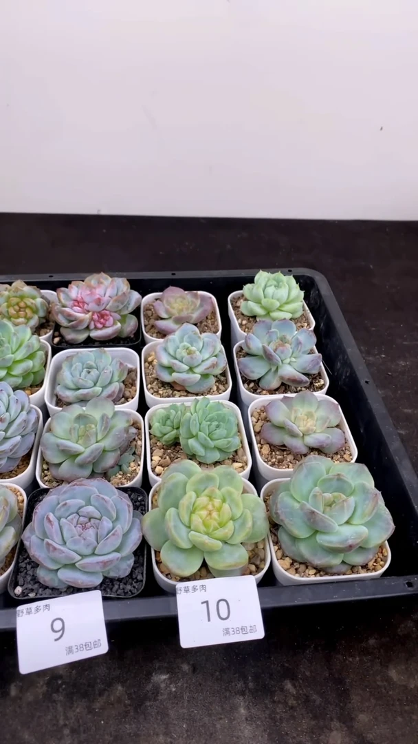 18.8一组一组包邮10号