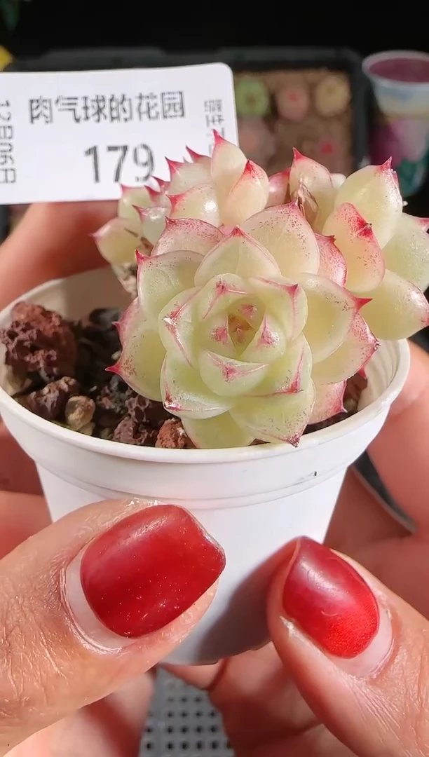 1206-179多肉群生不包整