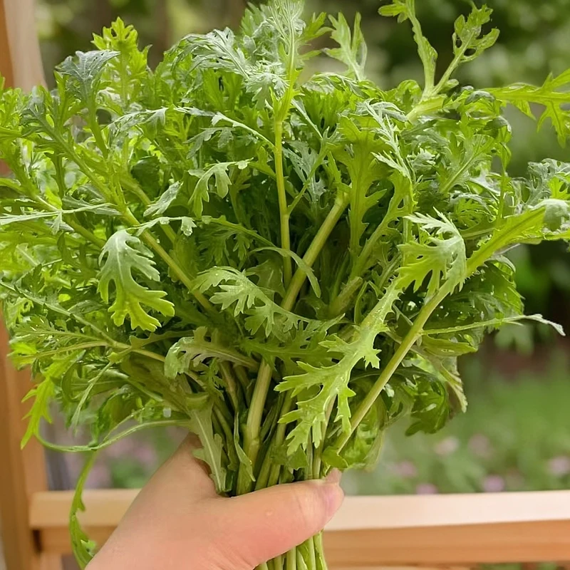 绿色新鲜茼蒿菜 1份