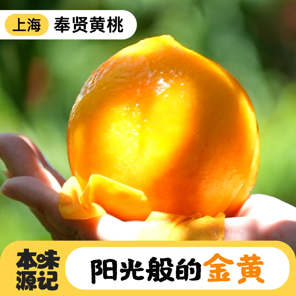 上海奉贤黄桃景辉果肉金黄结实香甜汁多不催熟基地采摘直销坏果sn黄桃同城送上海市