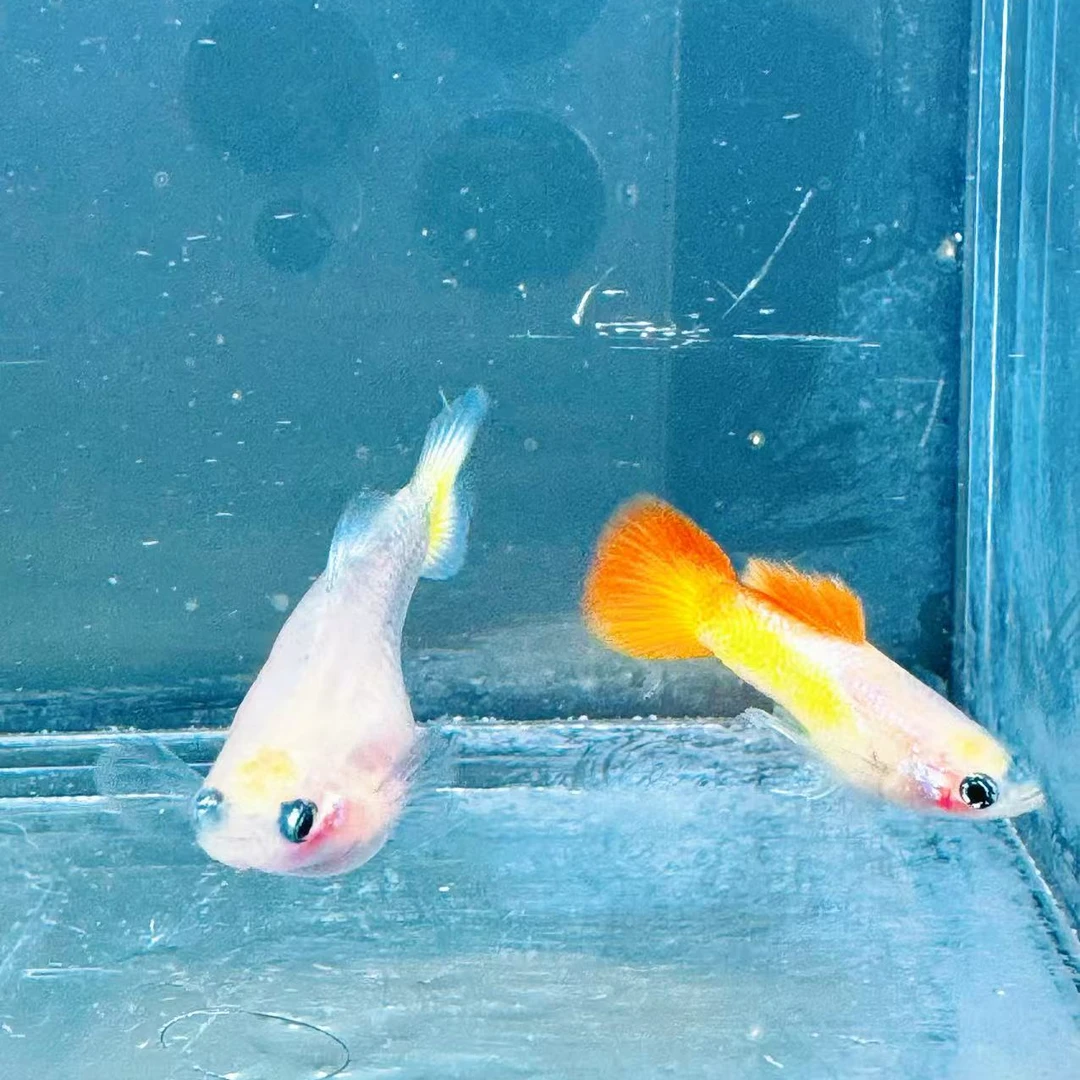 越南落日红玻璃猫种鱼水族孔雀鱼热带鱼观赏鱼高端淡水鱼小型鱼