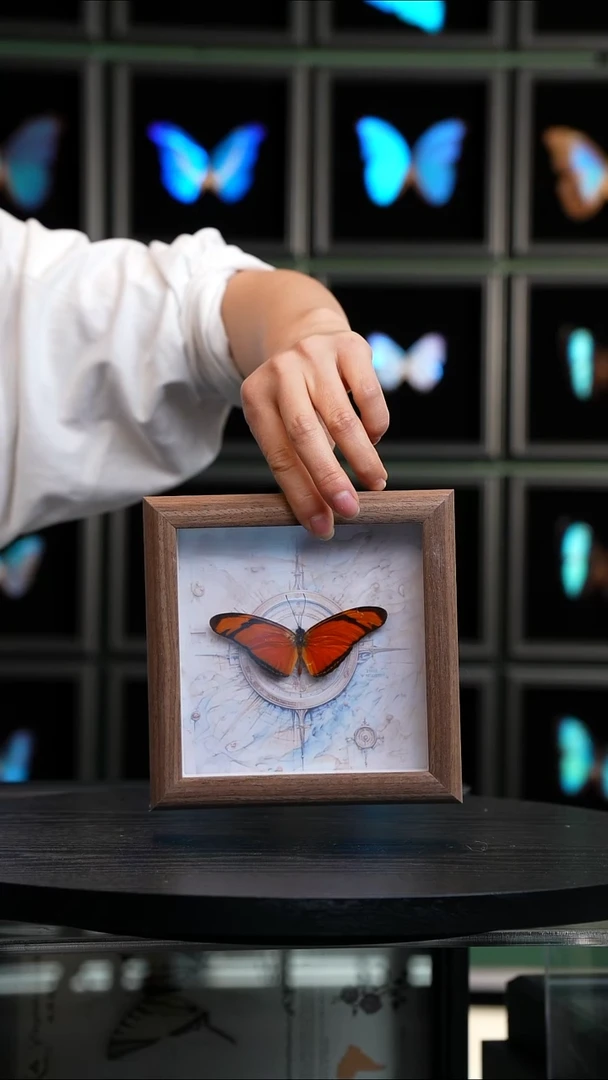 珠袖蝶标本摆件方框