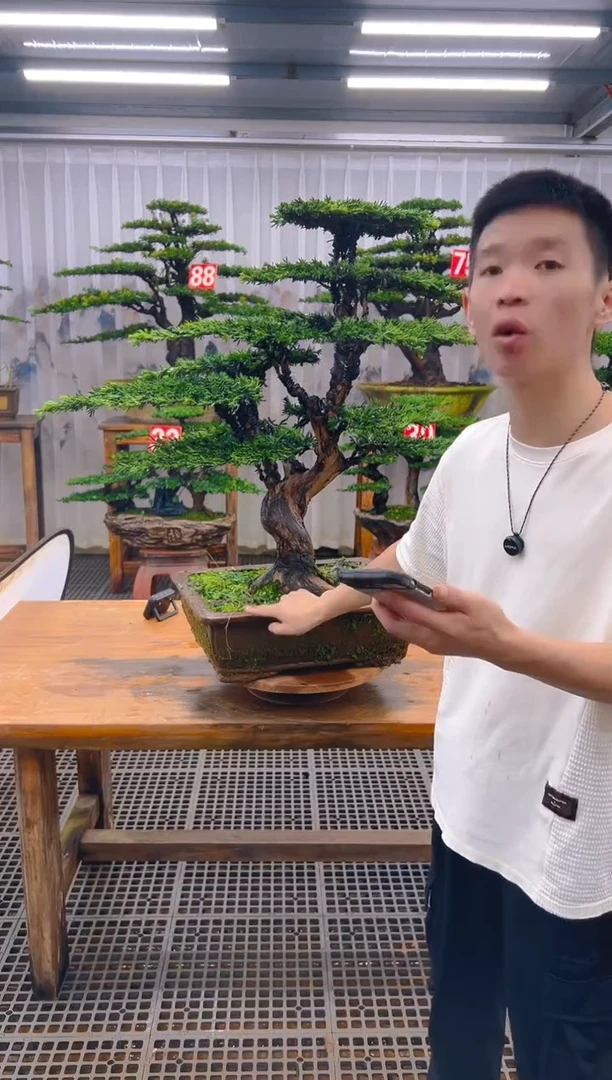 无花朵?精品盆景直播间一物一拍