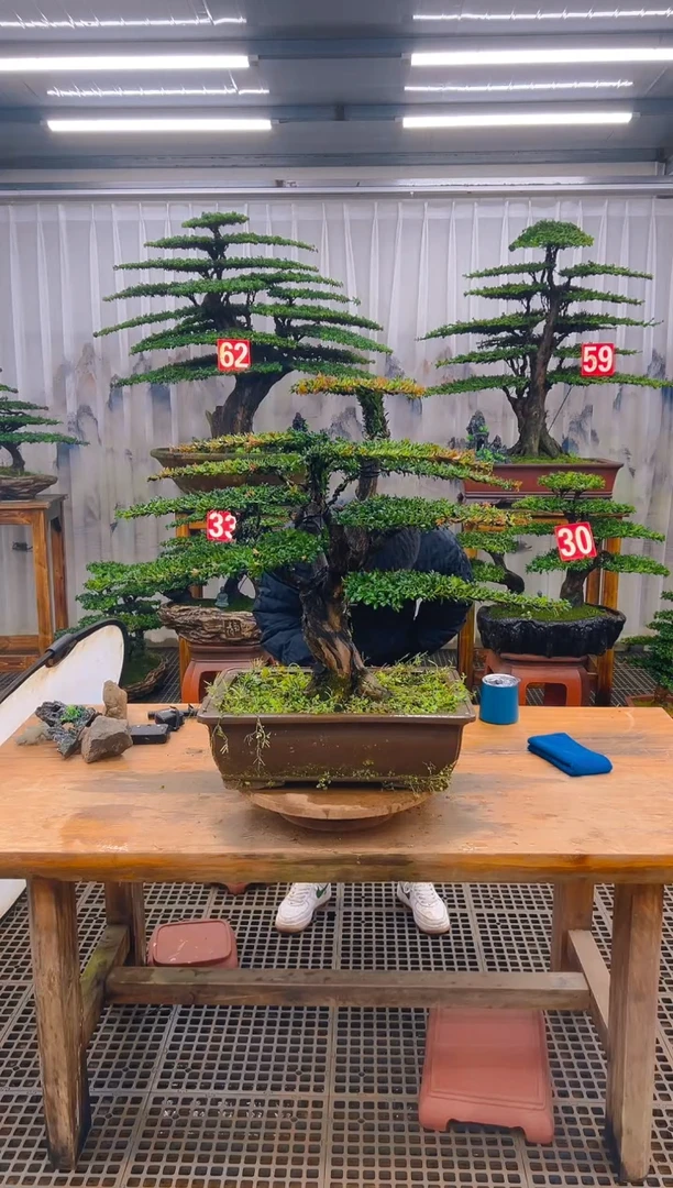 无花朵大****9精品盆景直播间一物一拍