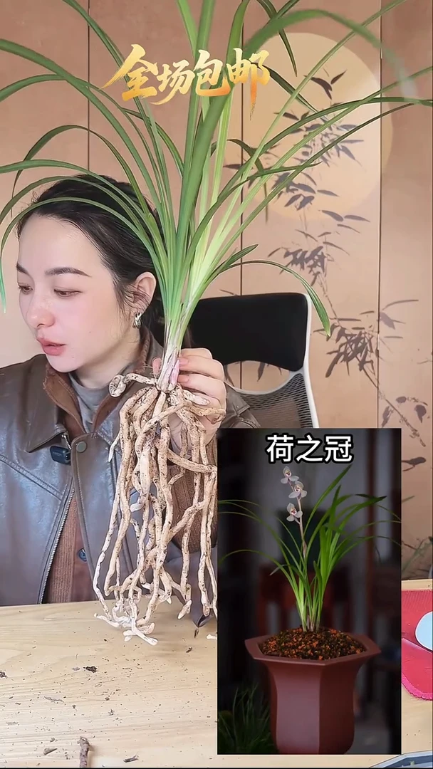 当前无花栽培后可以开花：荷之冠