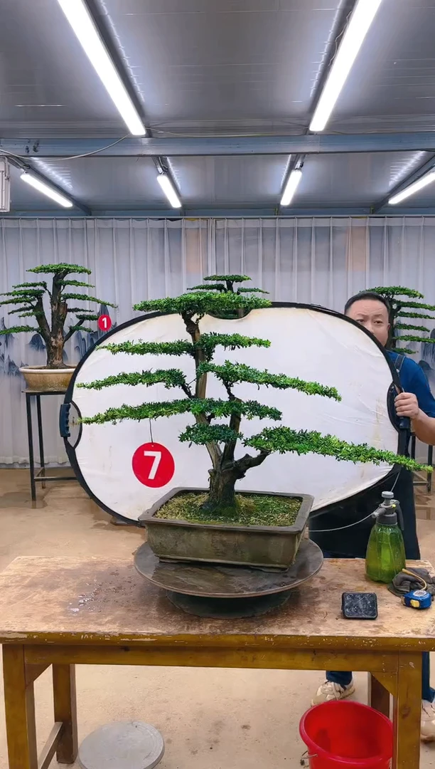 精品盆景  一物一拍