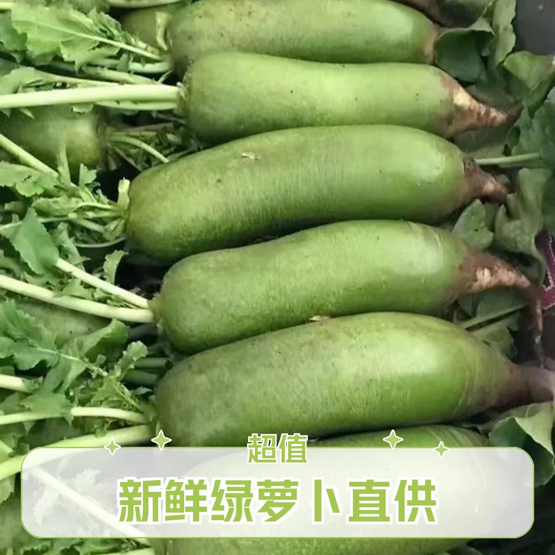 庞各庄沙地绿箩卜2500g新鲜蔬菜