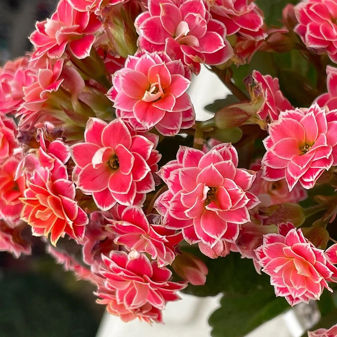 【新疆包邮】长寿花盆栽植物室内净化空气提高空气质量