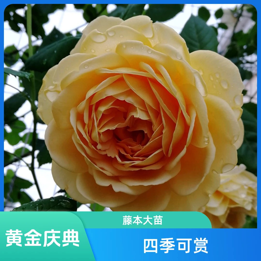 【黄金庆典】 藤本月季爬藤大苗蔷薇阳台庭院四季植物玫瑰花卉盆栽