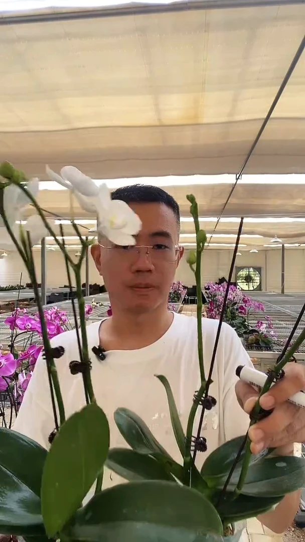 大部分开放少量花苞书*阿玛2棵
