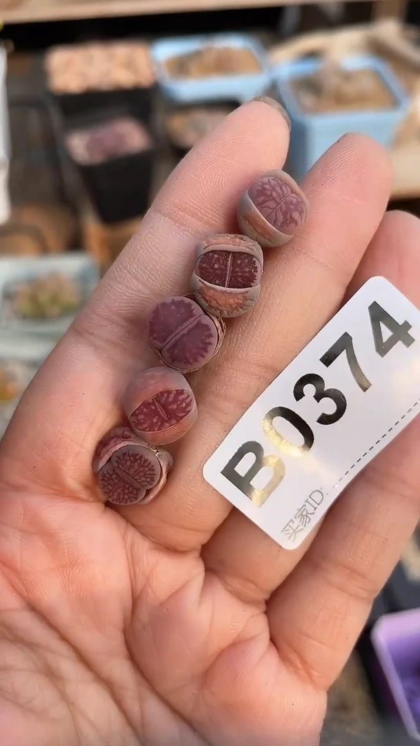 【闪购商品】0374直播一物一拍