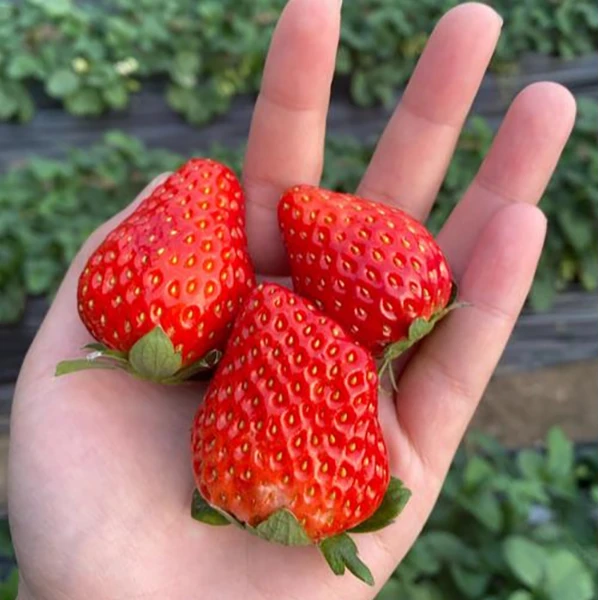 【原装】[Y]99草莓 2盒/18-24枚 仅限太原晋中吕梁忻州可拍