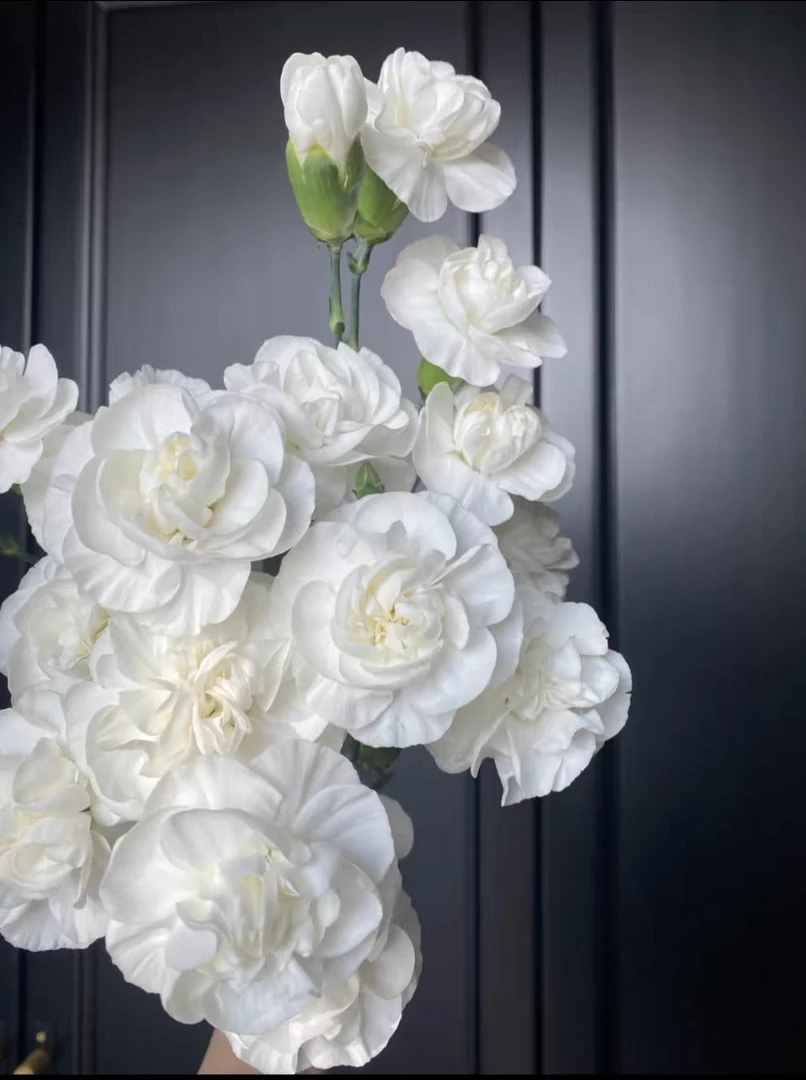 【多头康乃馨】云南基地直发（全场三单顺丰包邮）