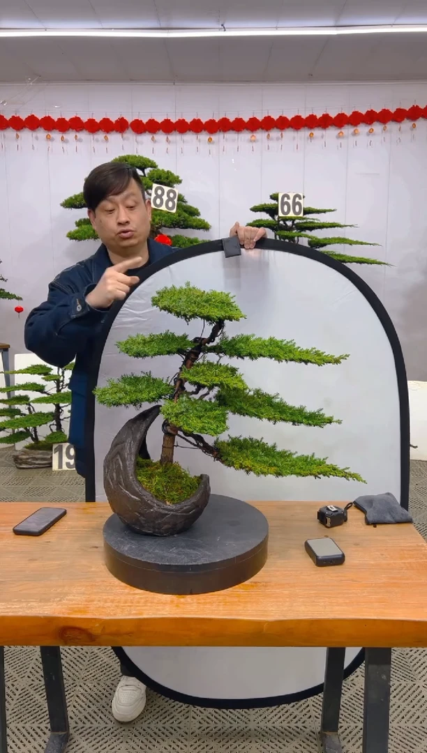 【闪购商品】盆景盆景