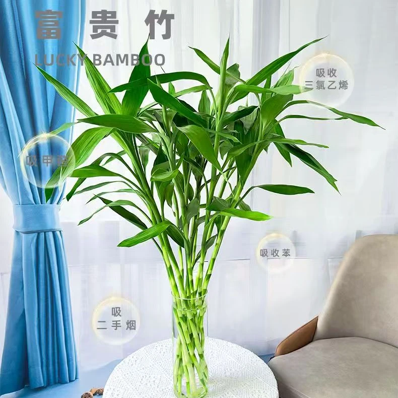 富贵竹水培植物大叶竹室内绿植盆栽净化空气好养