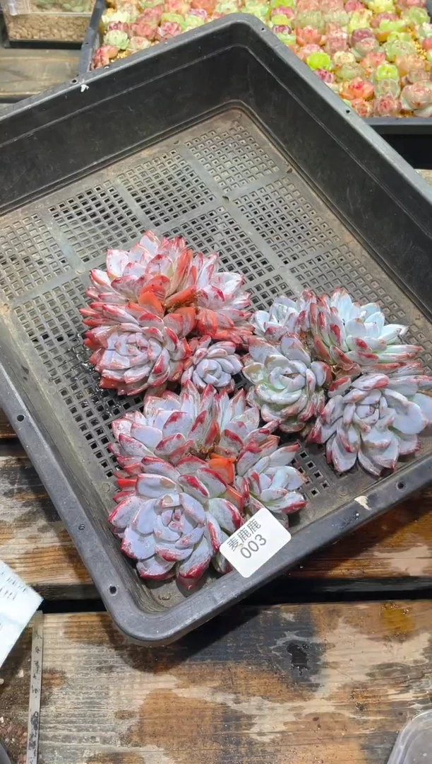 003橙梦露      量拍3群