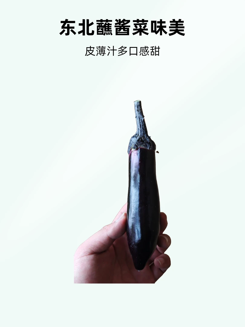 【现摘现发】东北小紫茄子薄皮水果茄子生吃蘸酱蒜茄子
