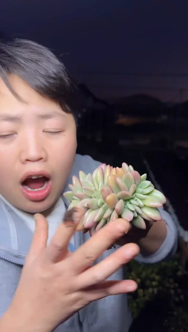 桃花源缀化（挑红的）9.99