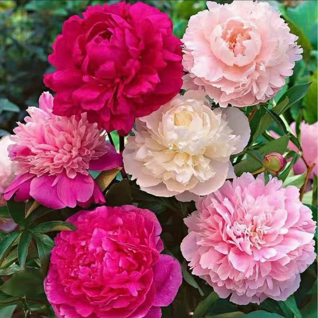 【混色芍药花种子】家庭阳台小院四季种植盆栽地栽易种易活