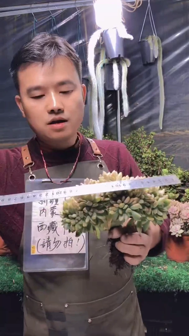 255雪缀化一物一拍