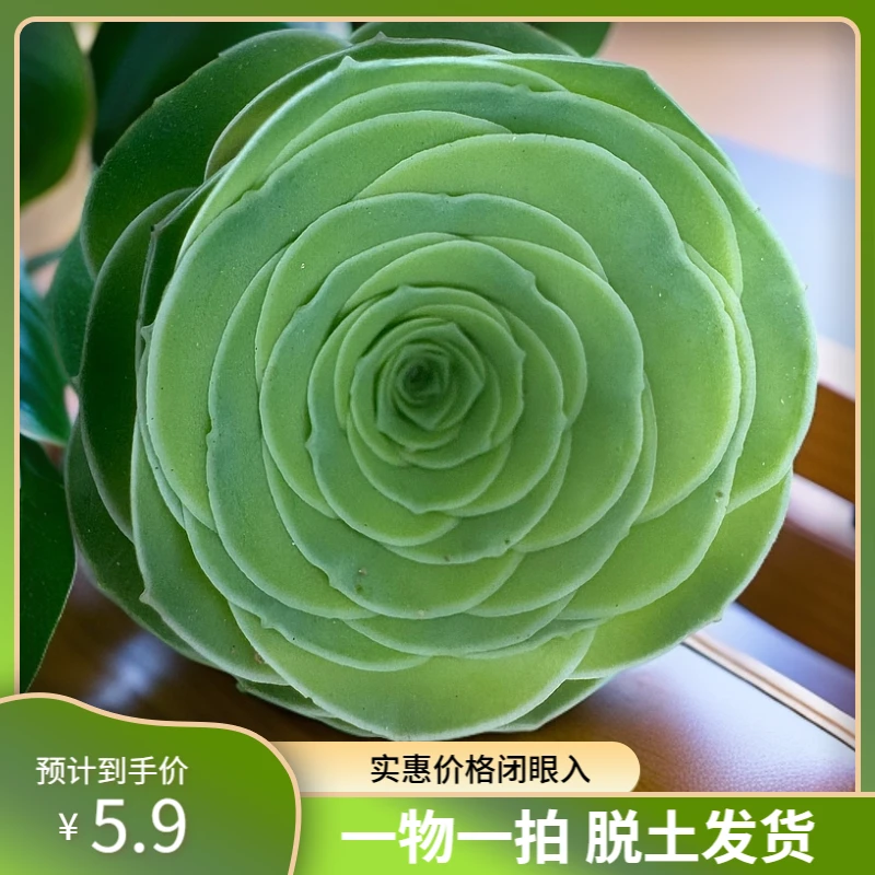 多肉叔叔山地玫瑰-绝影 一物一拍