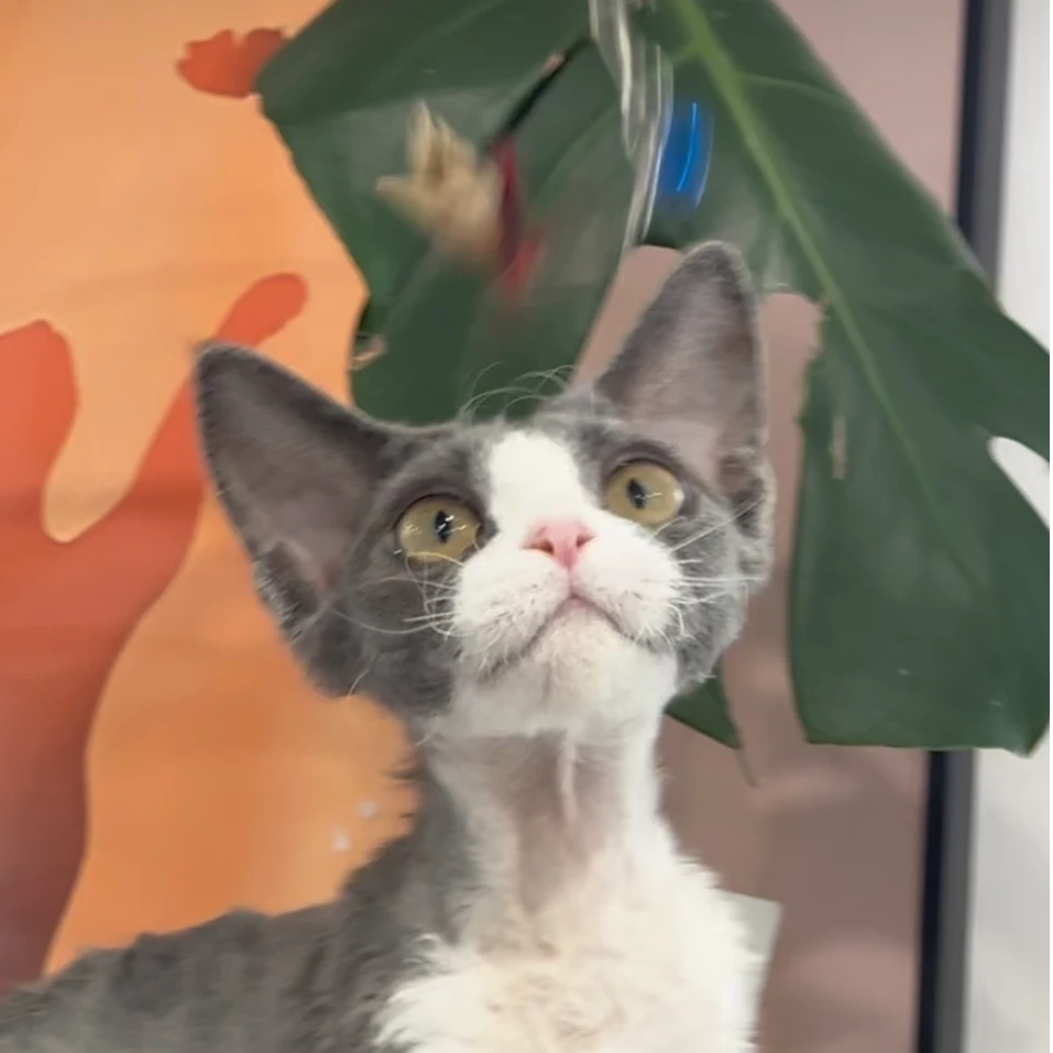 来了姊妹-蓝白德文卷毛猫 妹妹 055
