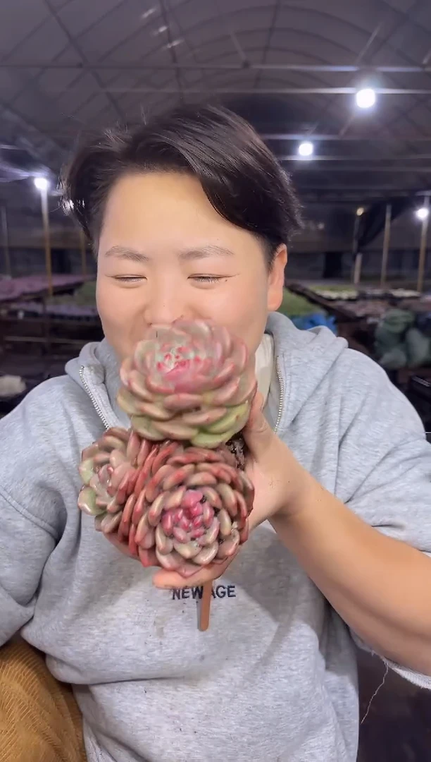 单头起艾利尔2颗 5
