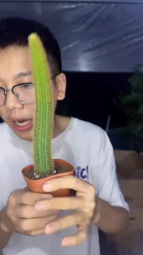 2颗 单头 双色金妞【带根】