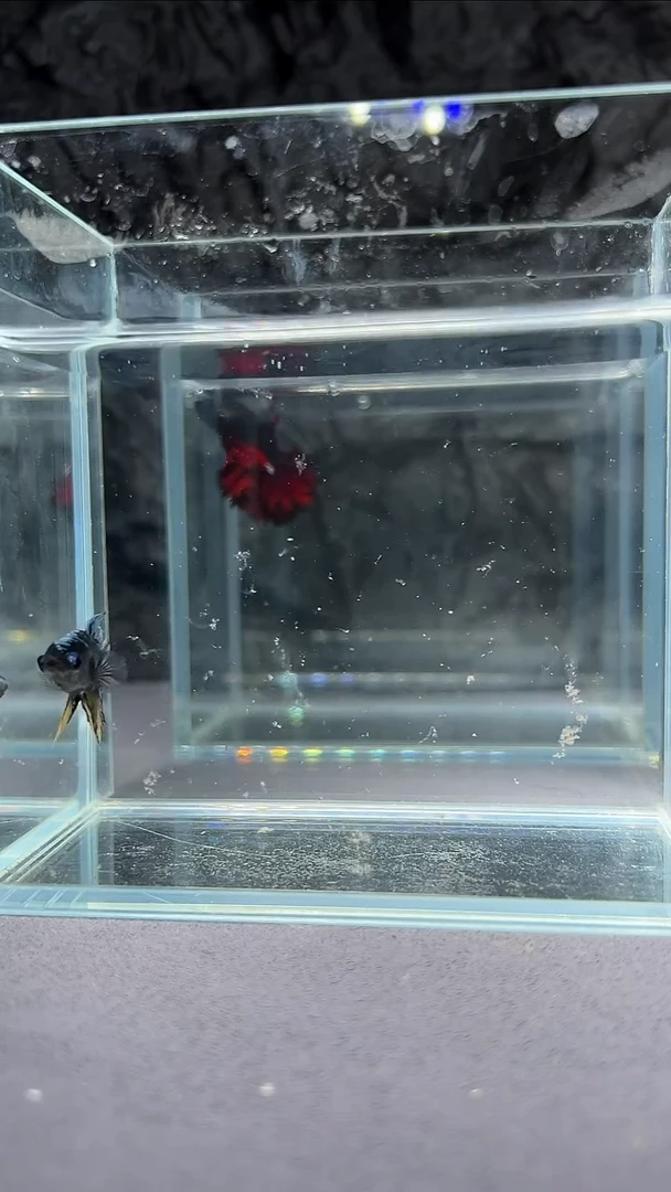 斗鱼竞拍链接A054