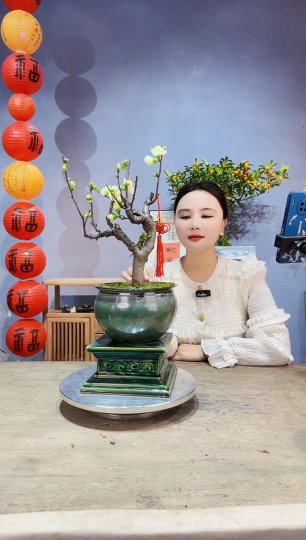 【闪购商品】盆景海棠 绿宝石