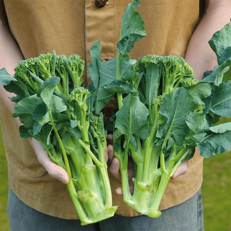 (拍2发3)西兰苔种子西洋芥蓝菜苔四季阳台盆栽西兰花蔬菜种子