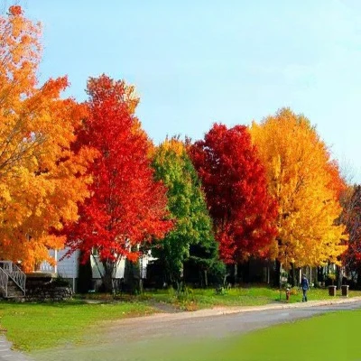 金叶银杏树活苗室外树苗庭院风景树行道园林绿化工程苗木盆栽地栽