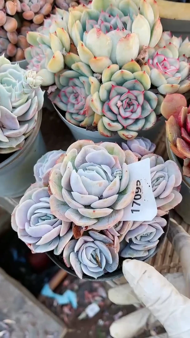 【闪购商品】17095