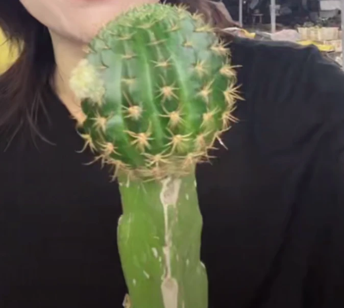 大乔园艺【 1棵  嫁接L33  带柱子  】脱土随机发货