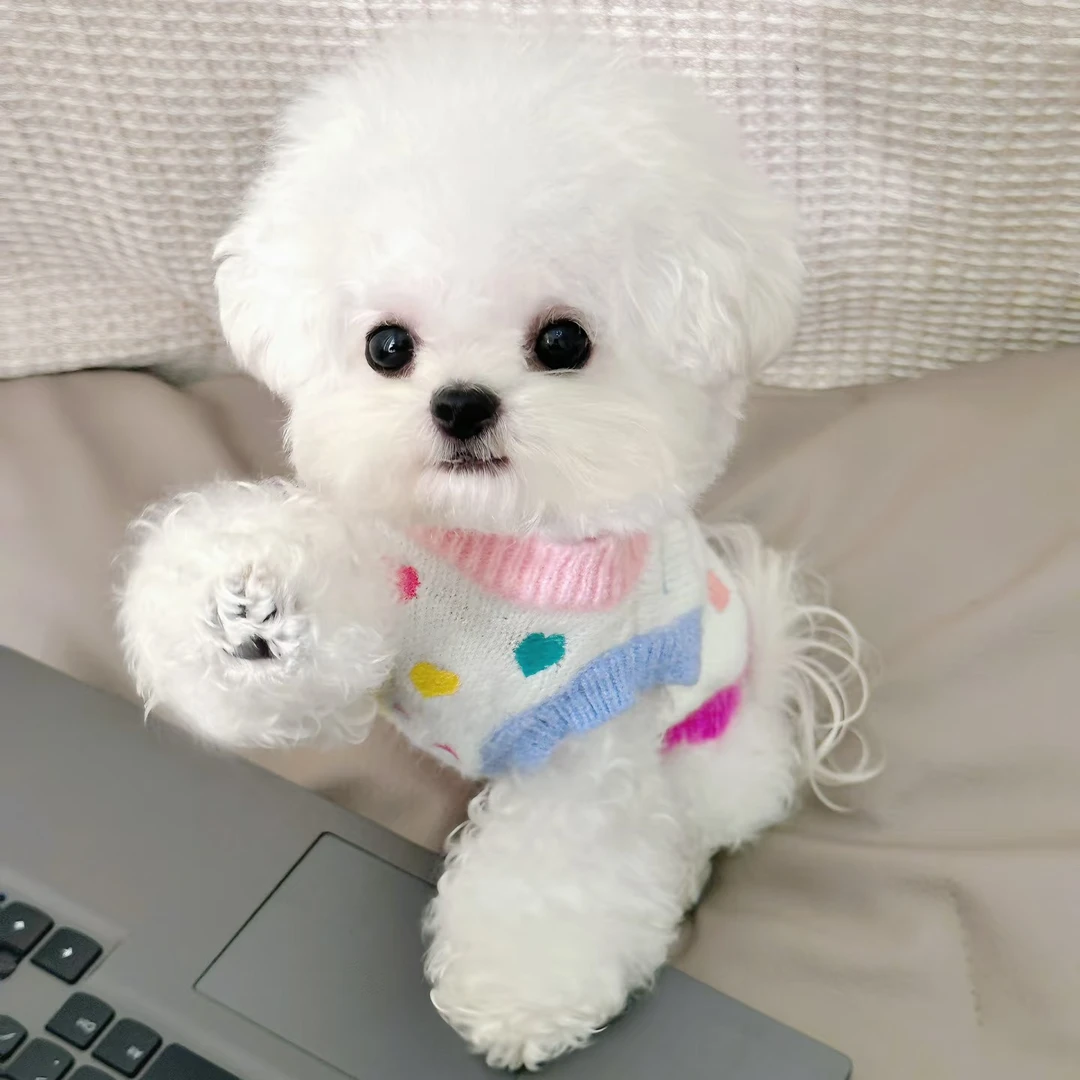 尚宠【佳音比熊】比熊狗狗幼犬活体通用链接-SC-006