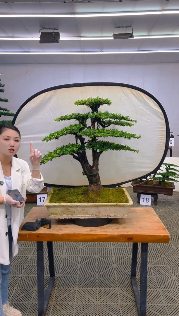 无花朵一物一拍一物一拍