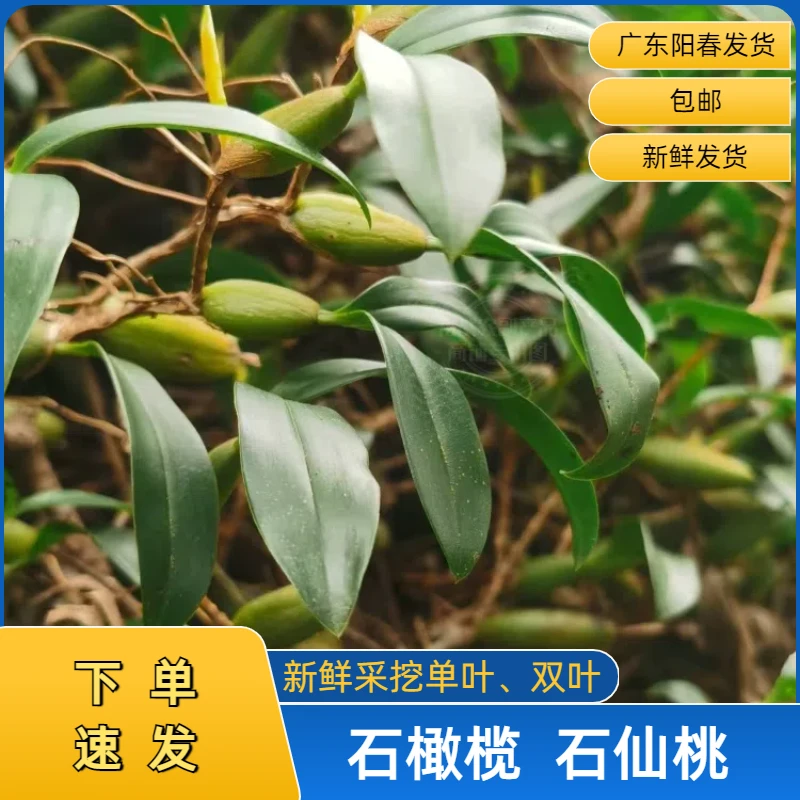 广东阳春深山新鲜采挖单双叶石橄榄石仙桃泡水煲汤材料