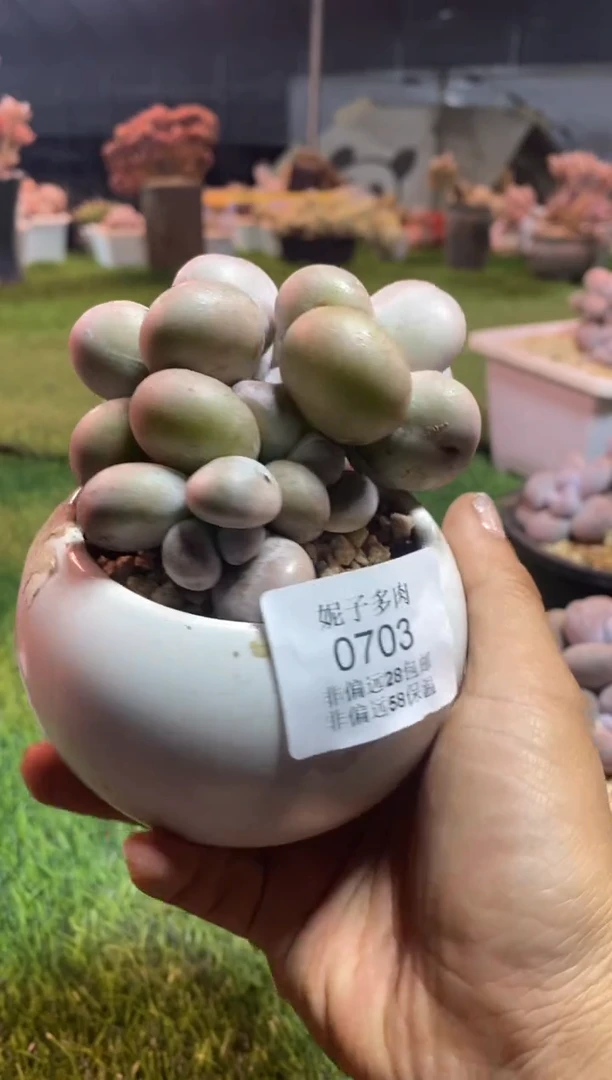 【闪购商品】0703a