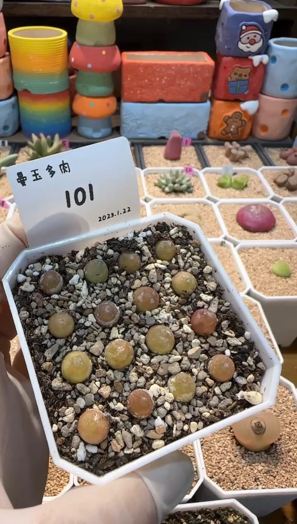 【闪购商品】25.1.22-101