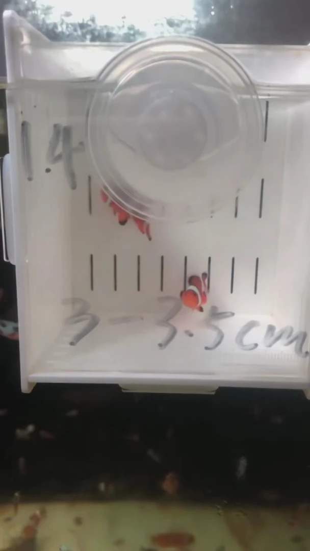 海水14号盒子微开公子3-3.5