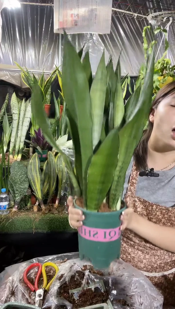 高脚白玉带盆土25.8