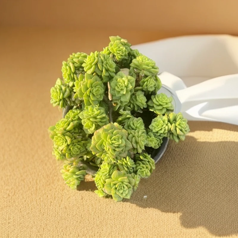 佳丽园艺  蜡牡丹  粉丝多肉植物