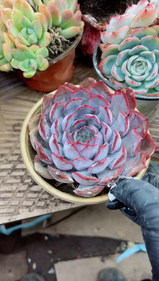 望*23031多肉植物一物一拍