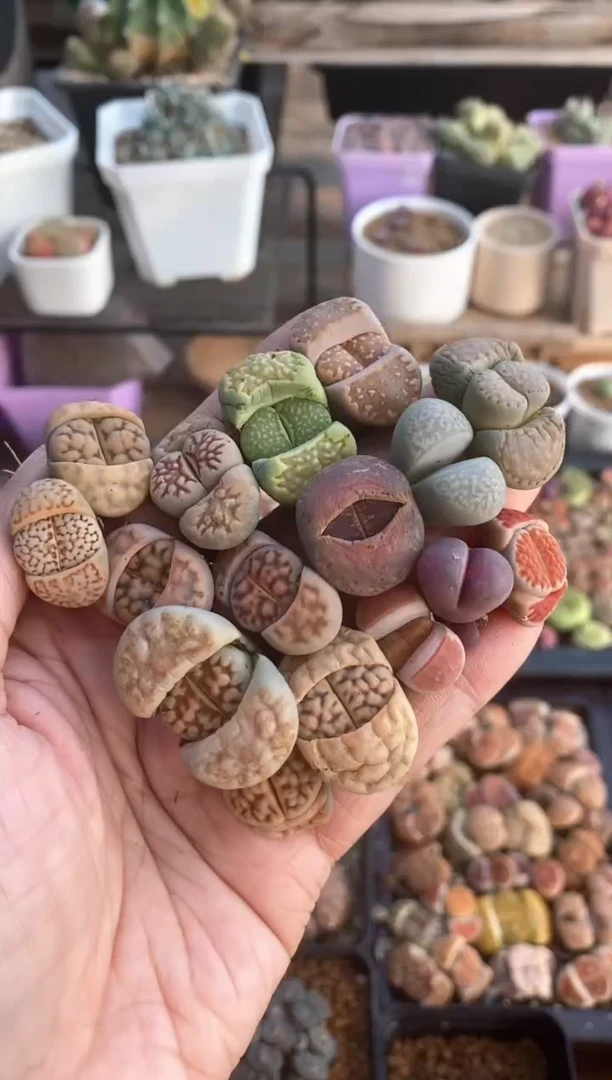 【闪购商品】6253直播一物一拍