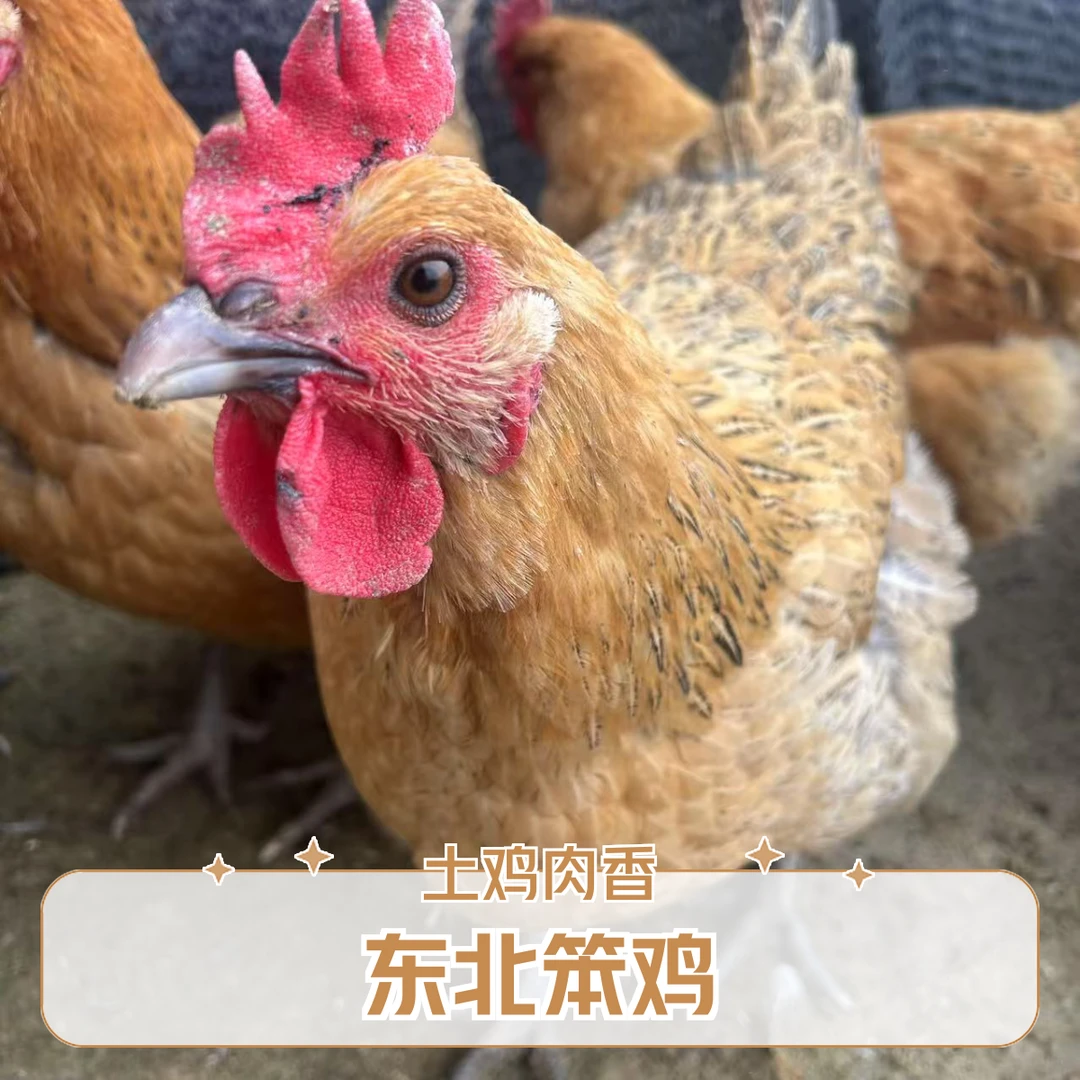 22东北山林里溜达6-8斤小笨母鸡6-8斤  包冰率10%以内