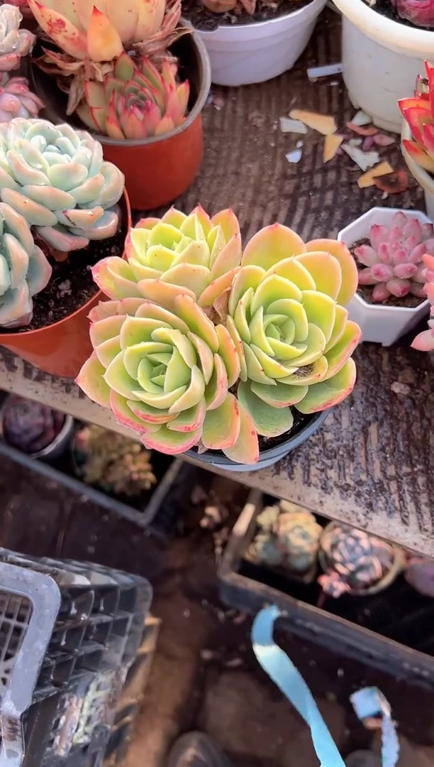 若多肉植物一物一拍27371