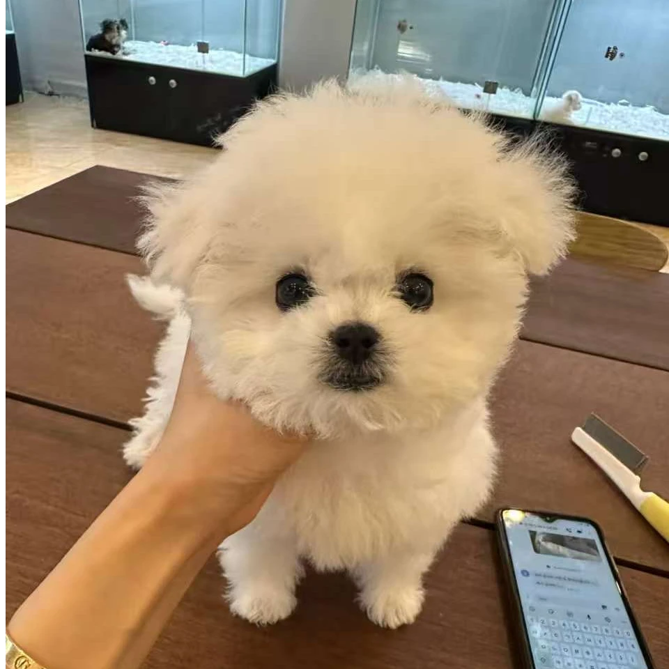 京禧比熊犬小狗精品宠物狗狗专用指定活体