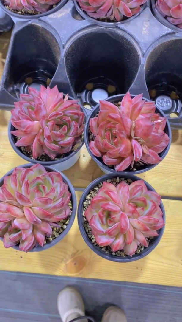 A319-夜魔侠双头带盆土（量拍）